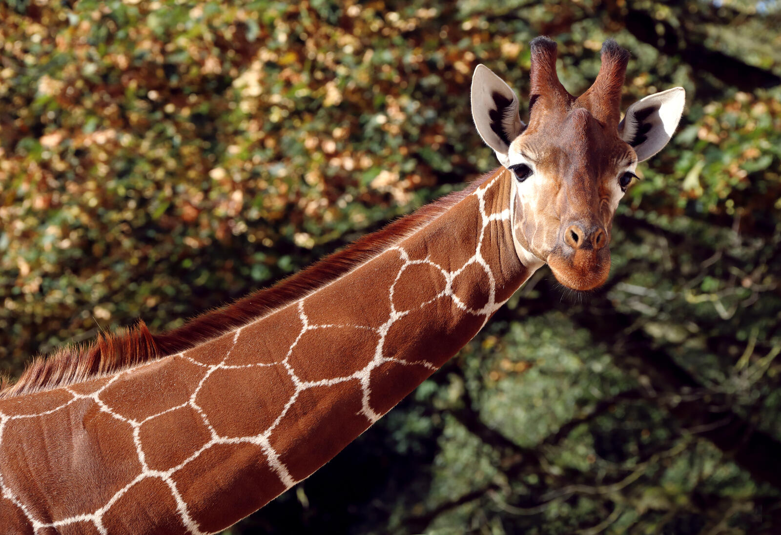 Обои жираф длинная шея морда на рабочий стол