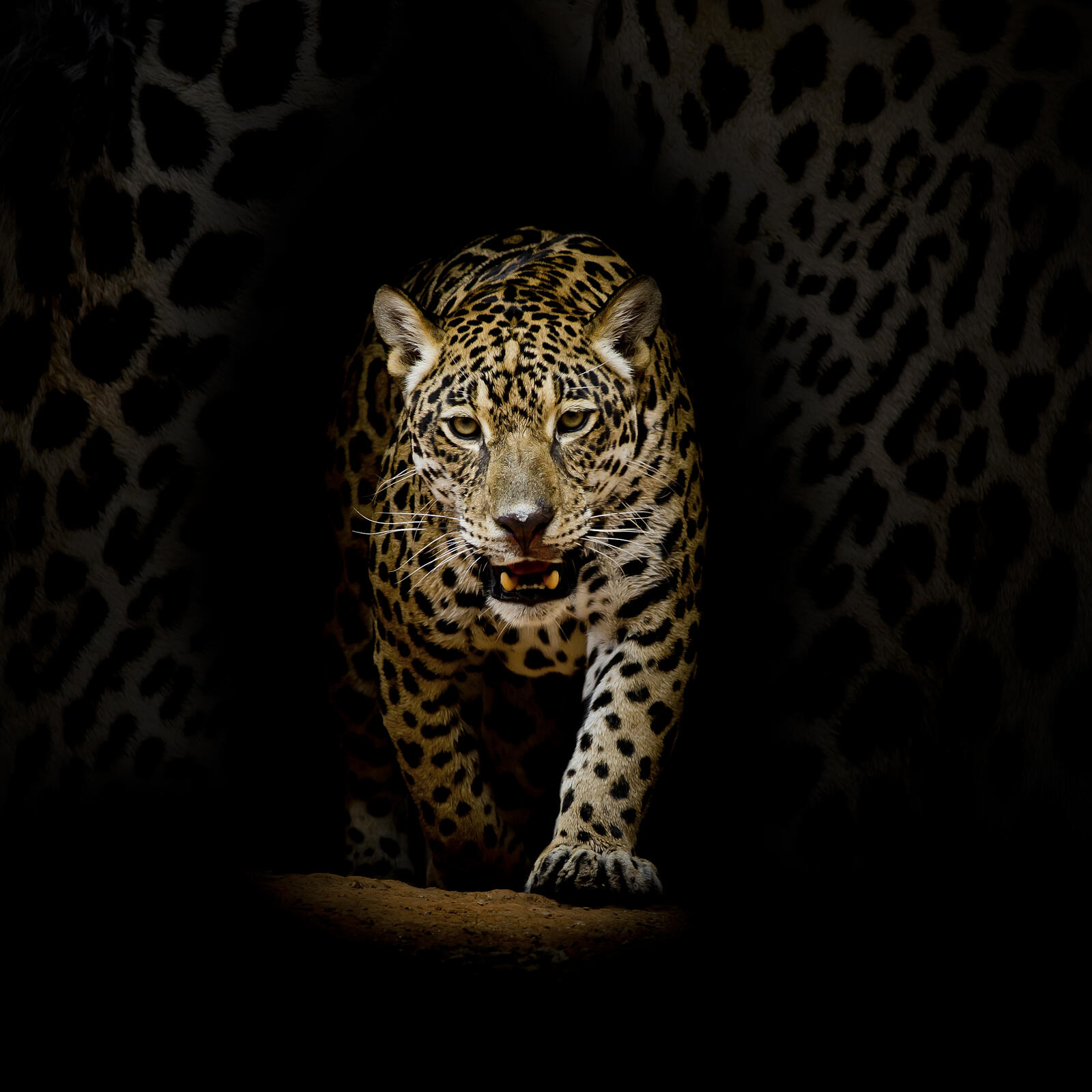 Обои леопардовый портрет леопард большая кошка на рабочий стол