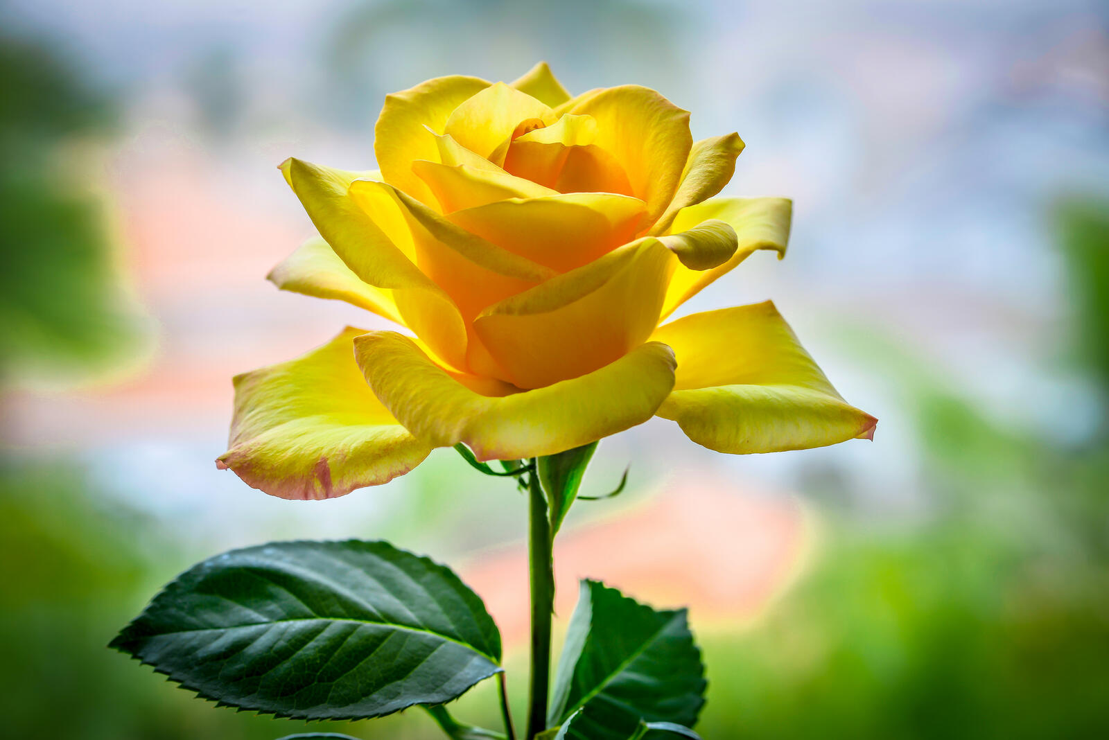 Желтые лепестки розы