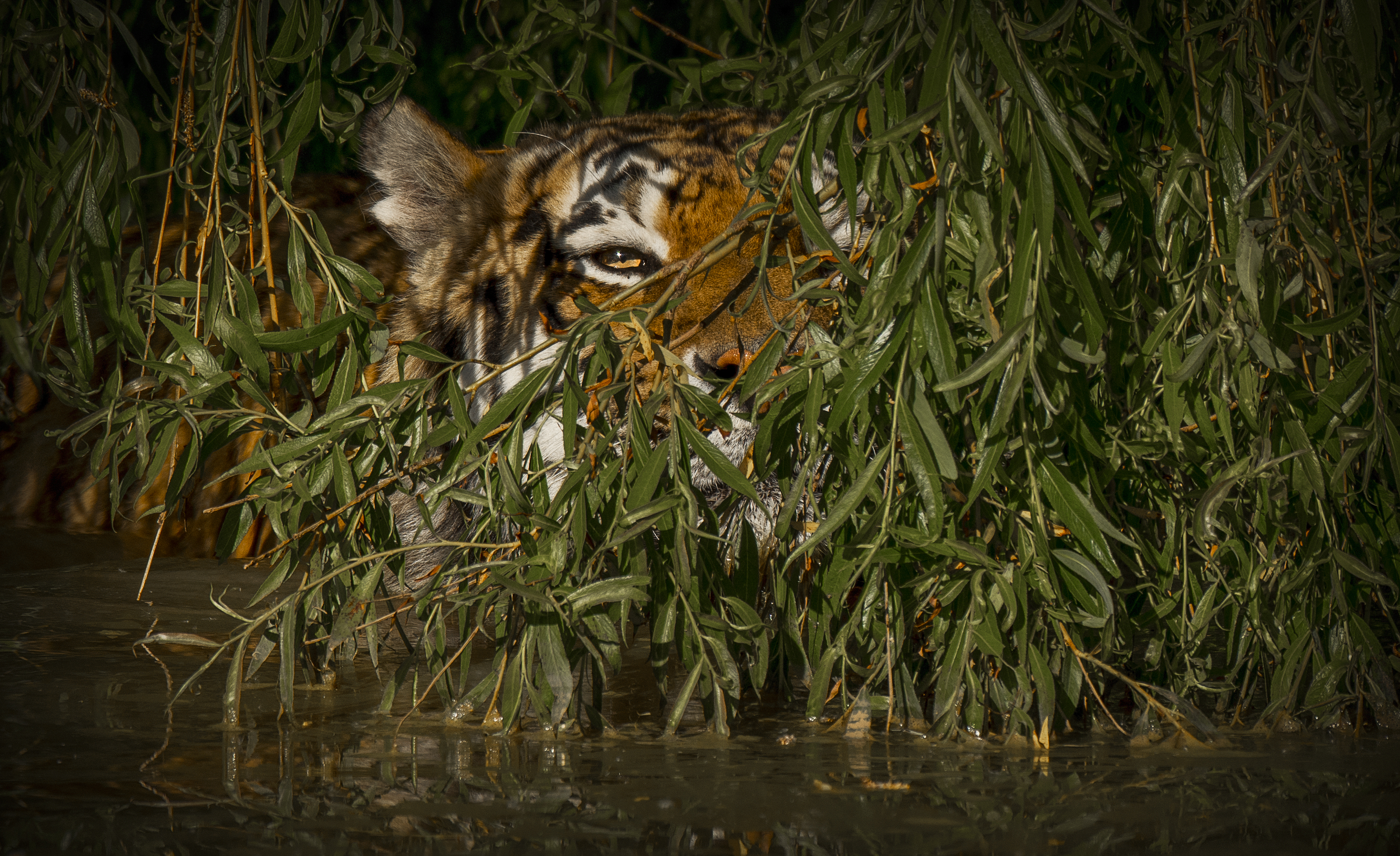 Free photo Wallpaper Amur tiger, a big cat on the desktop