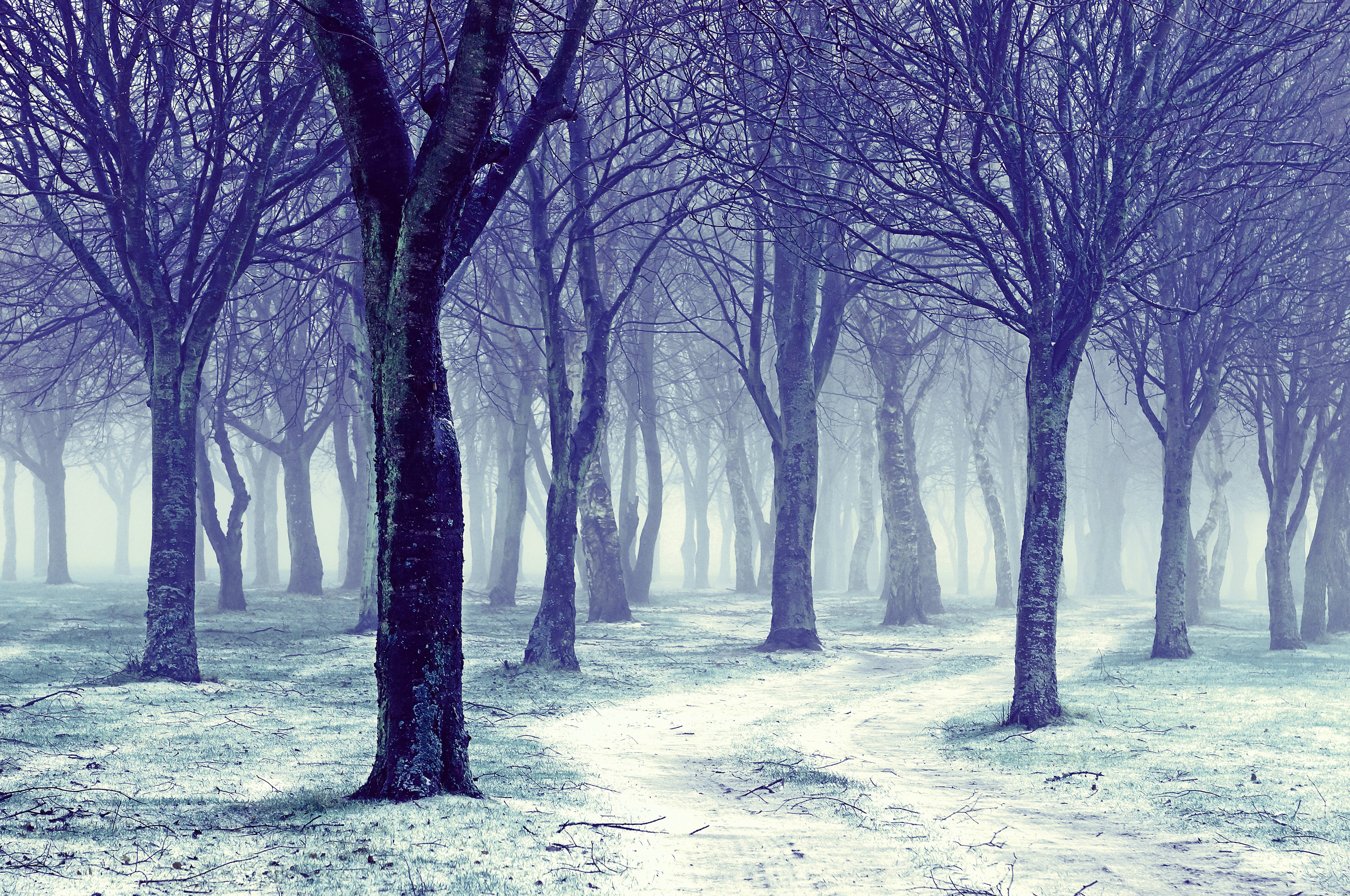 Бесплатное фото Холодный зимний лес