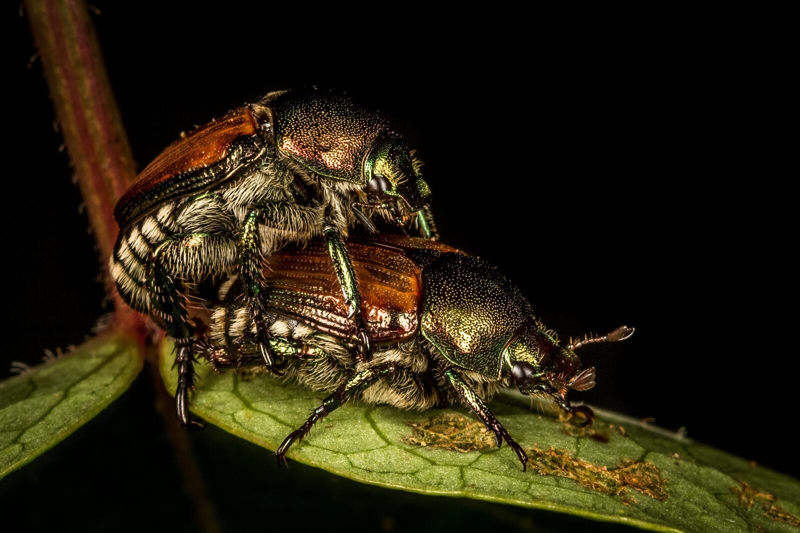 Wallpapers May beetle May beetles mating on the desktop