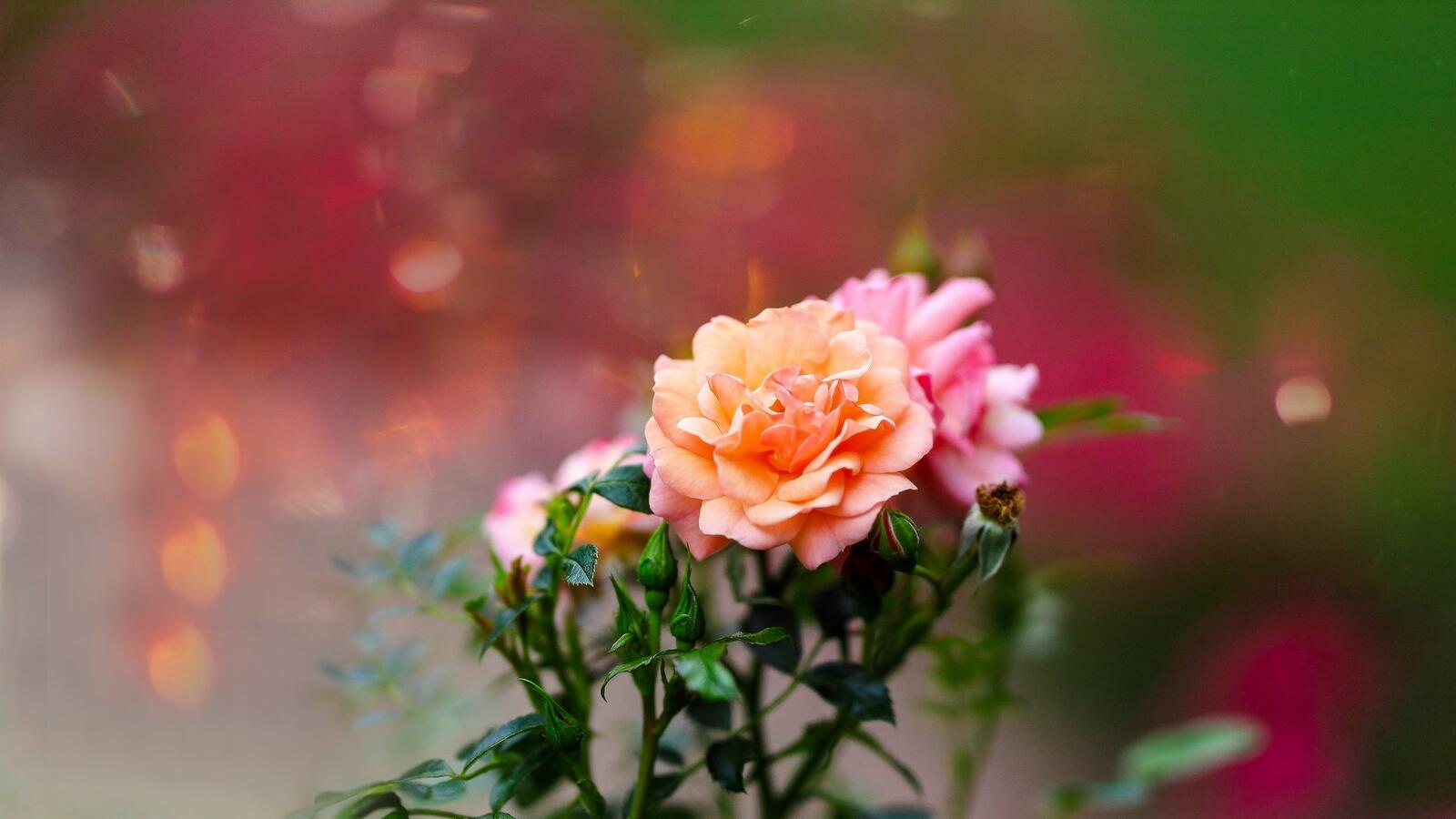 Обои цветы розы цветение на рабочий стол