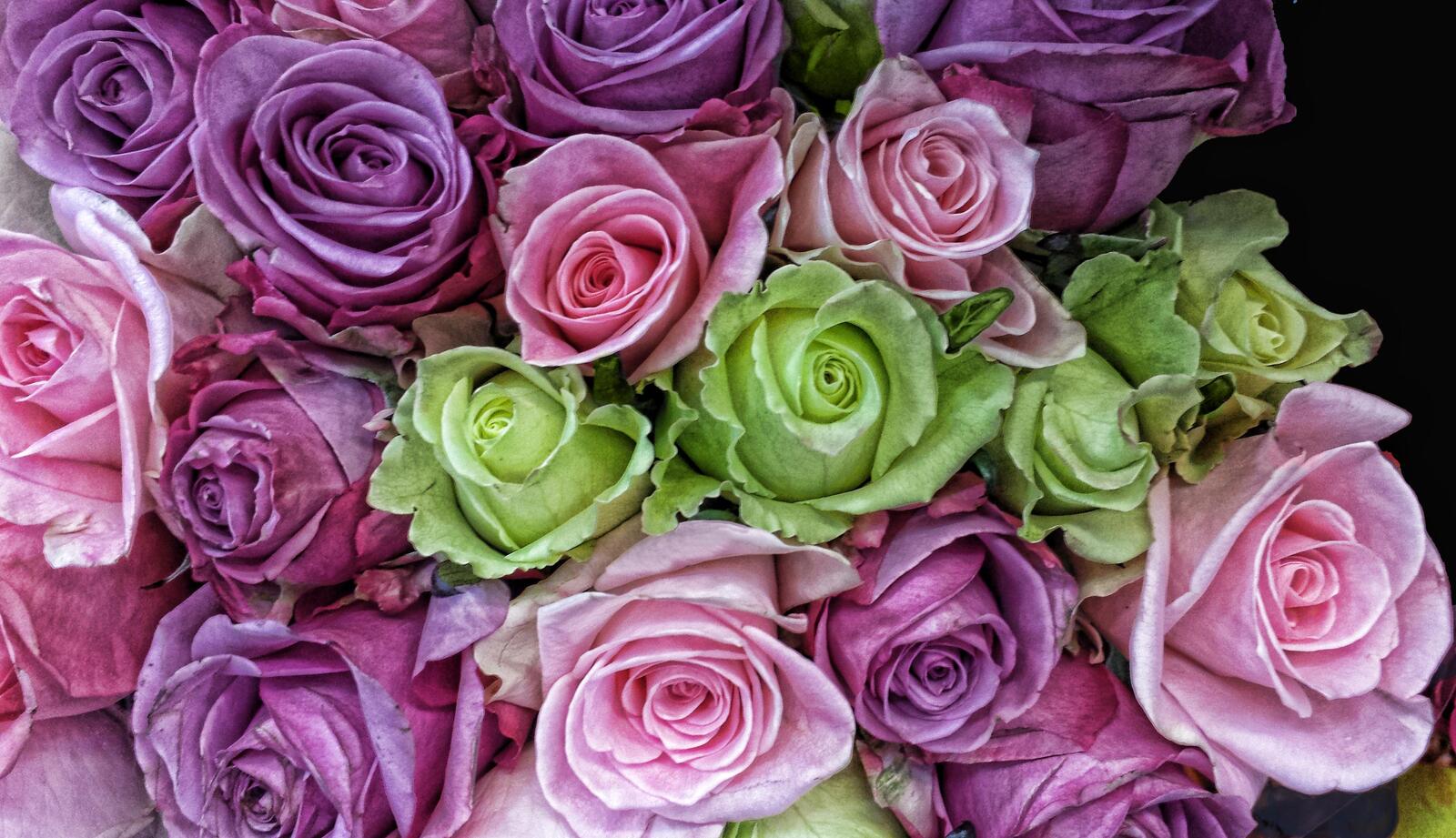 Бесплатное фото Атласные розы