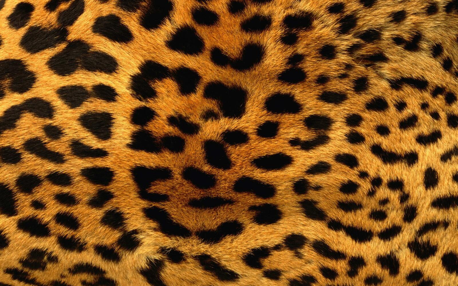 Wallpapers spots fur leopard on the desktop