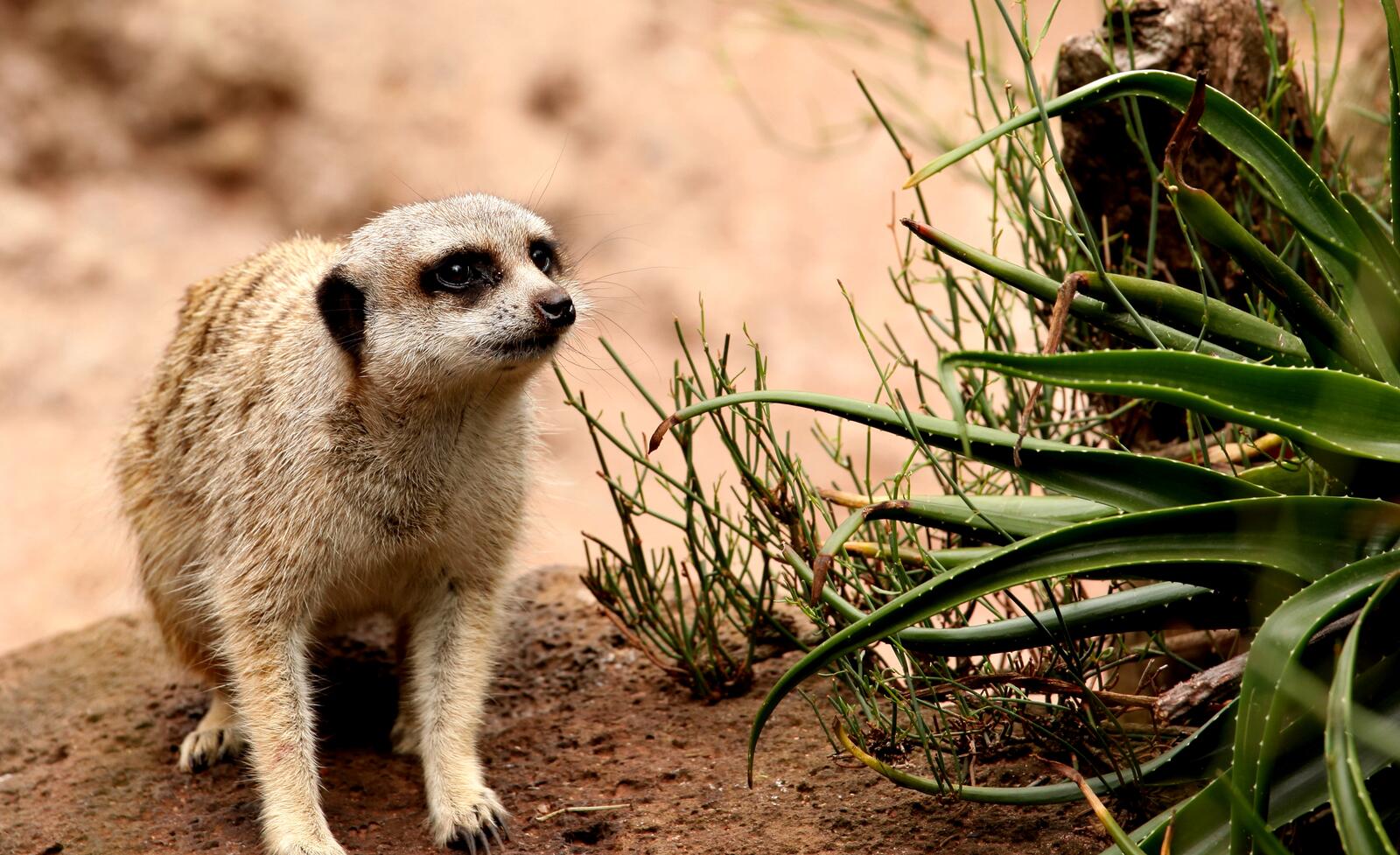 Wallpapers suricata seeds as well as insects meerkat family on the desktop