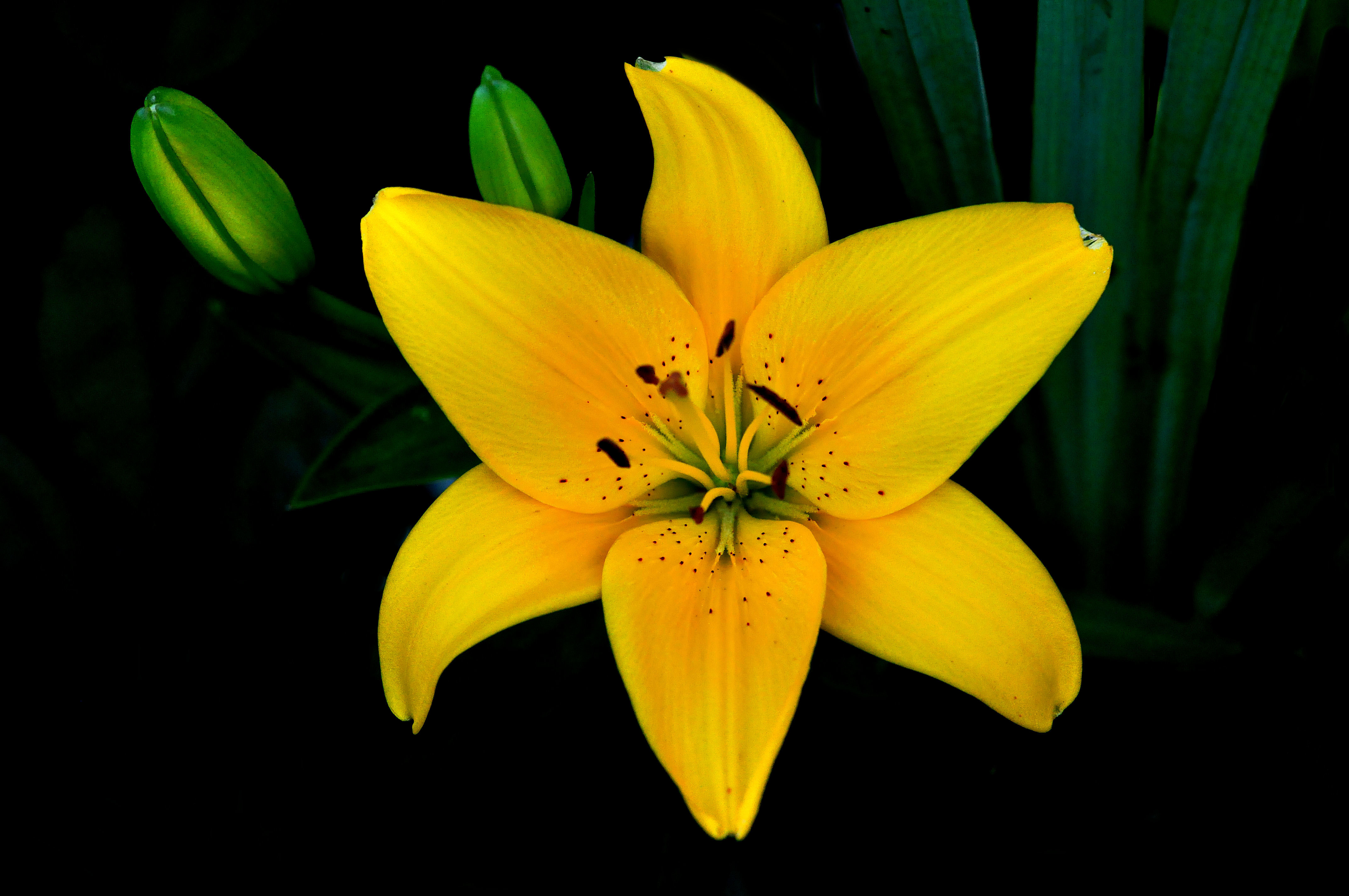 Photo free flower, floral arrangement, Lily