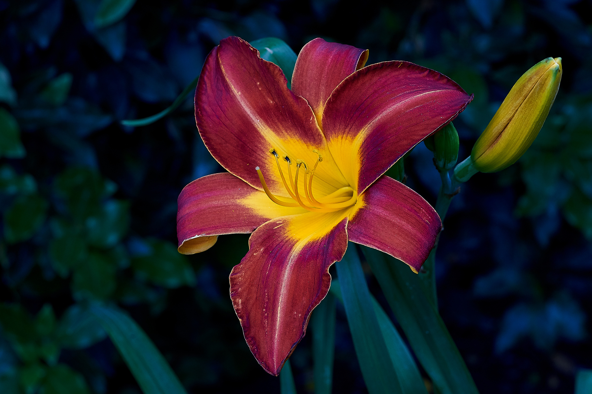 Фото флора лилия лилии - бесплатные картинки на Fonwall