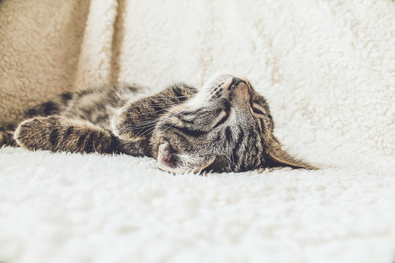 Бесплатное фото Спящий кот  на диване