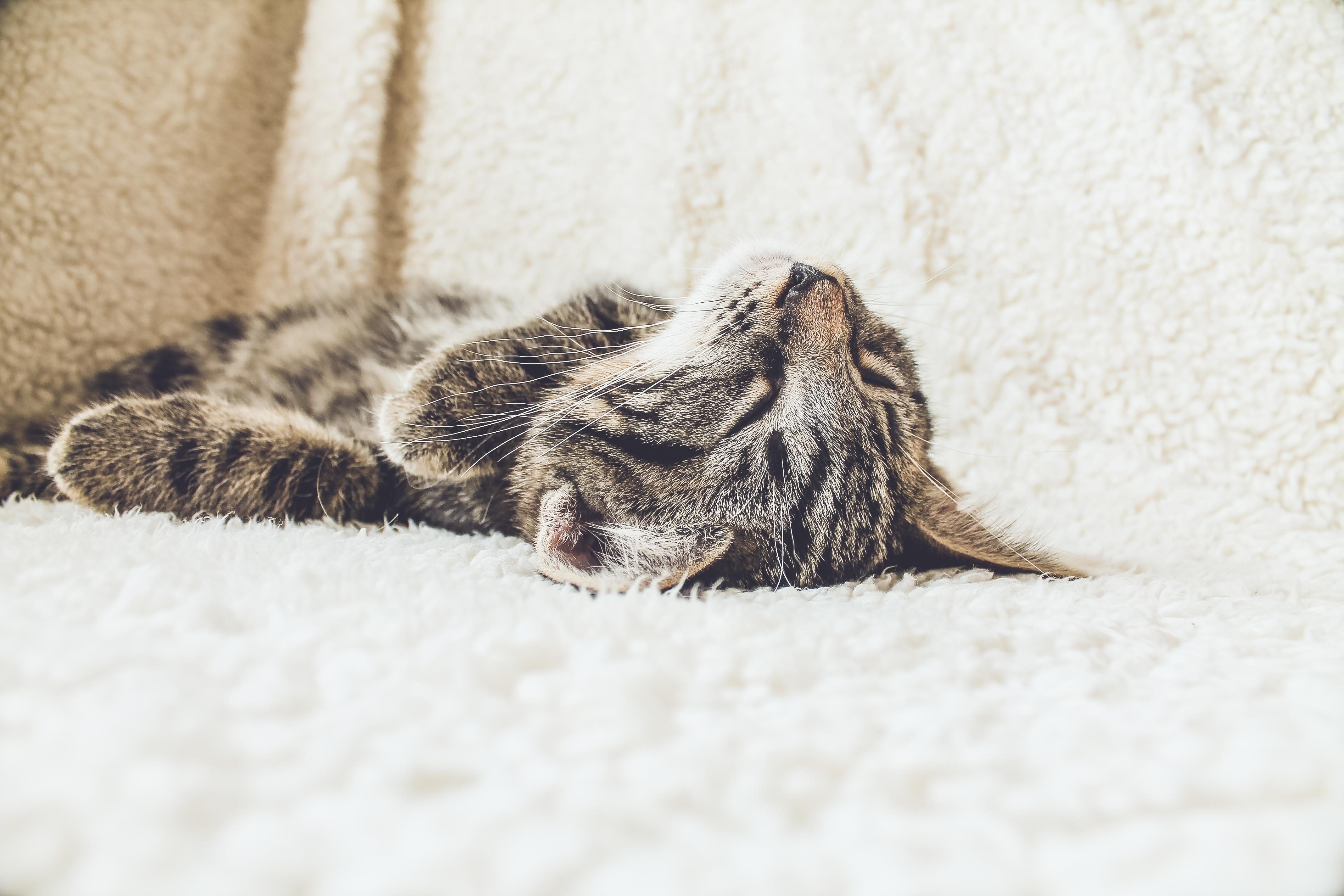 Спящий кот  на диване · бесплатное фото