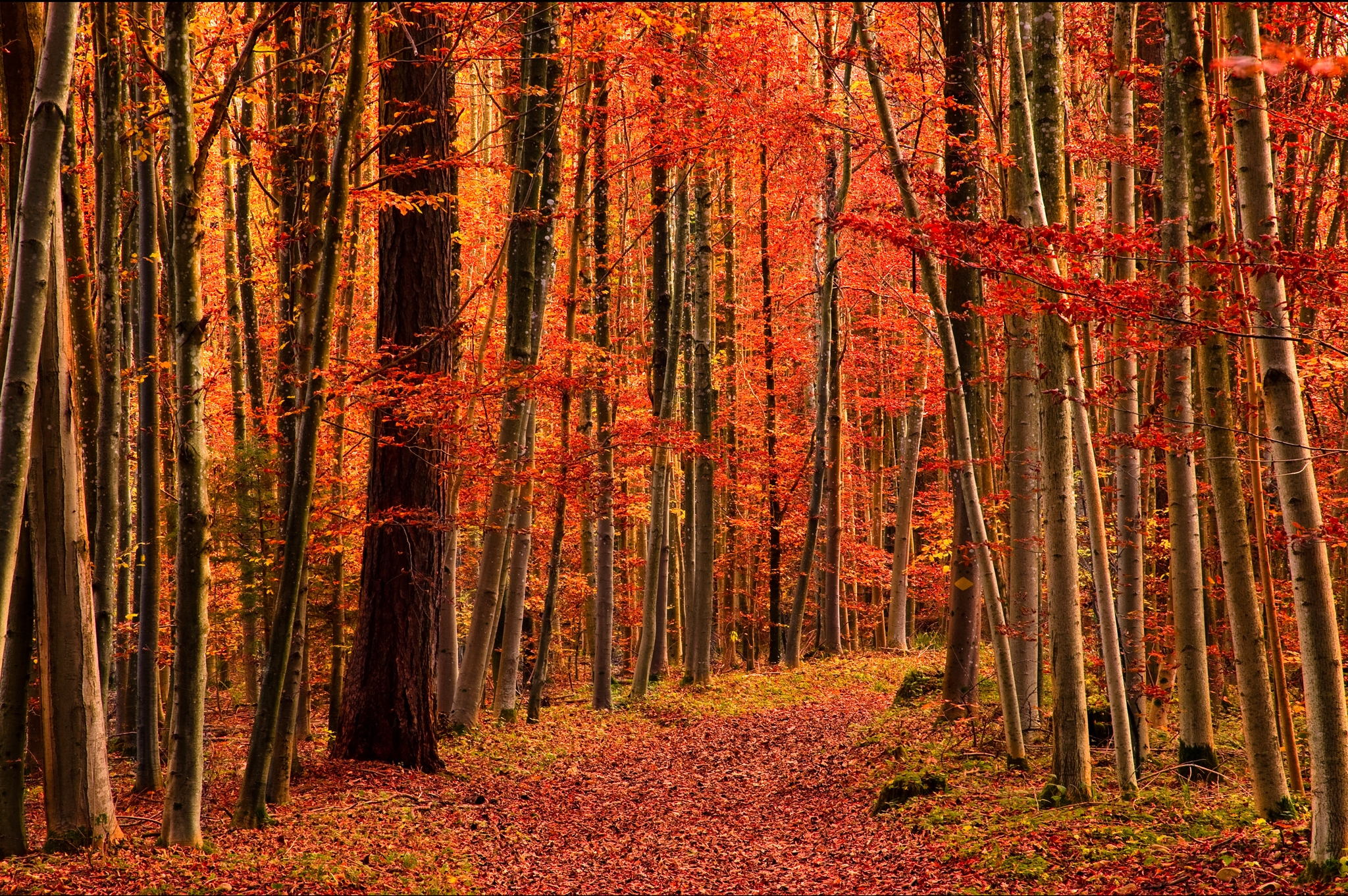 Бесплатное фото Красочная осень