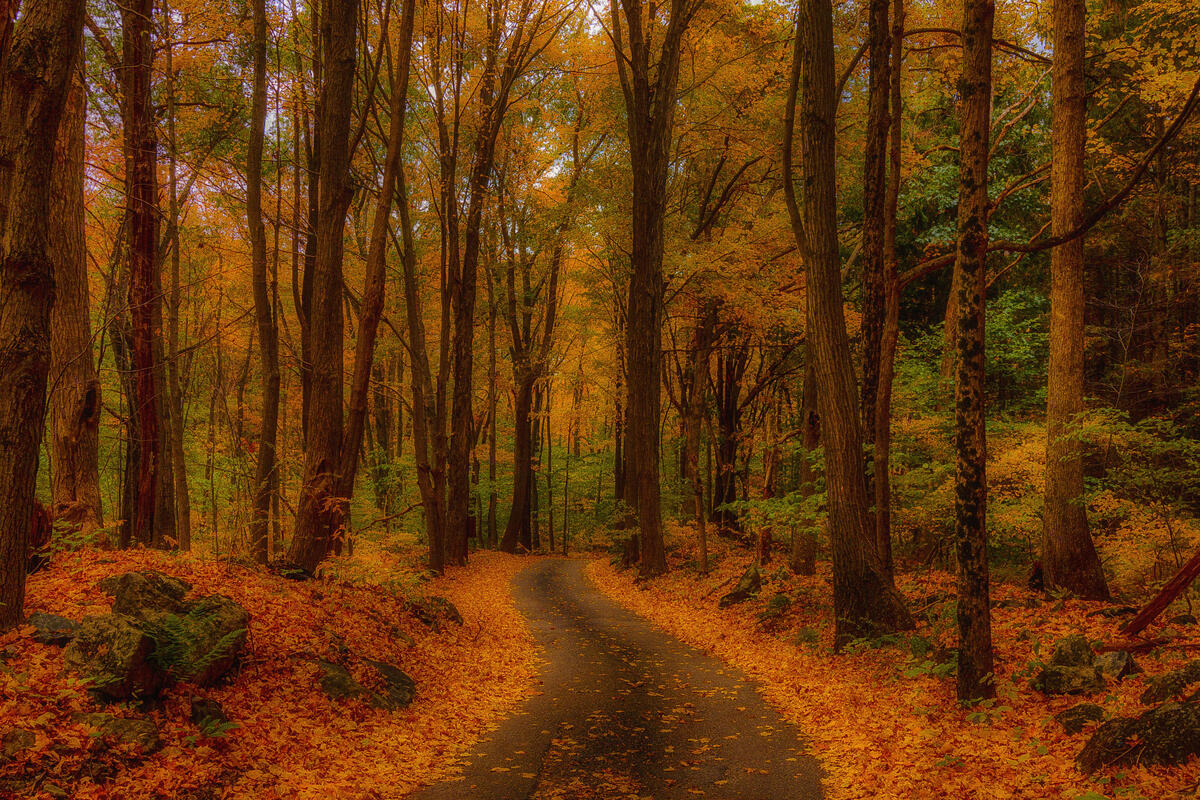 A forest path dotted with autumn leaves