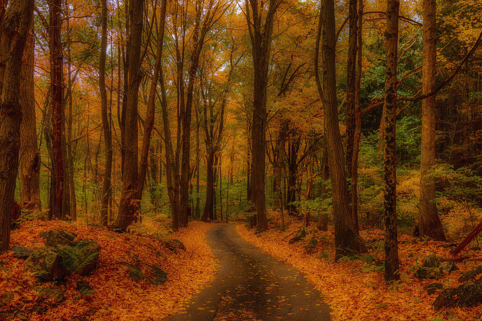 Free photo A forest path dotted with autumn leaves
