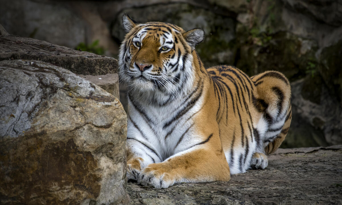 Beautiful photos of the predator, the Amur tiger