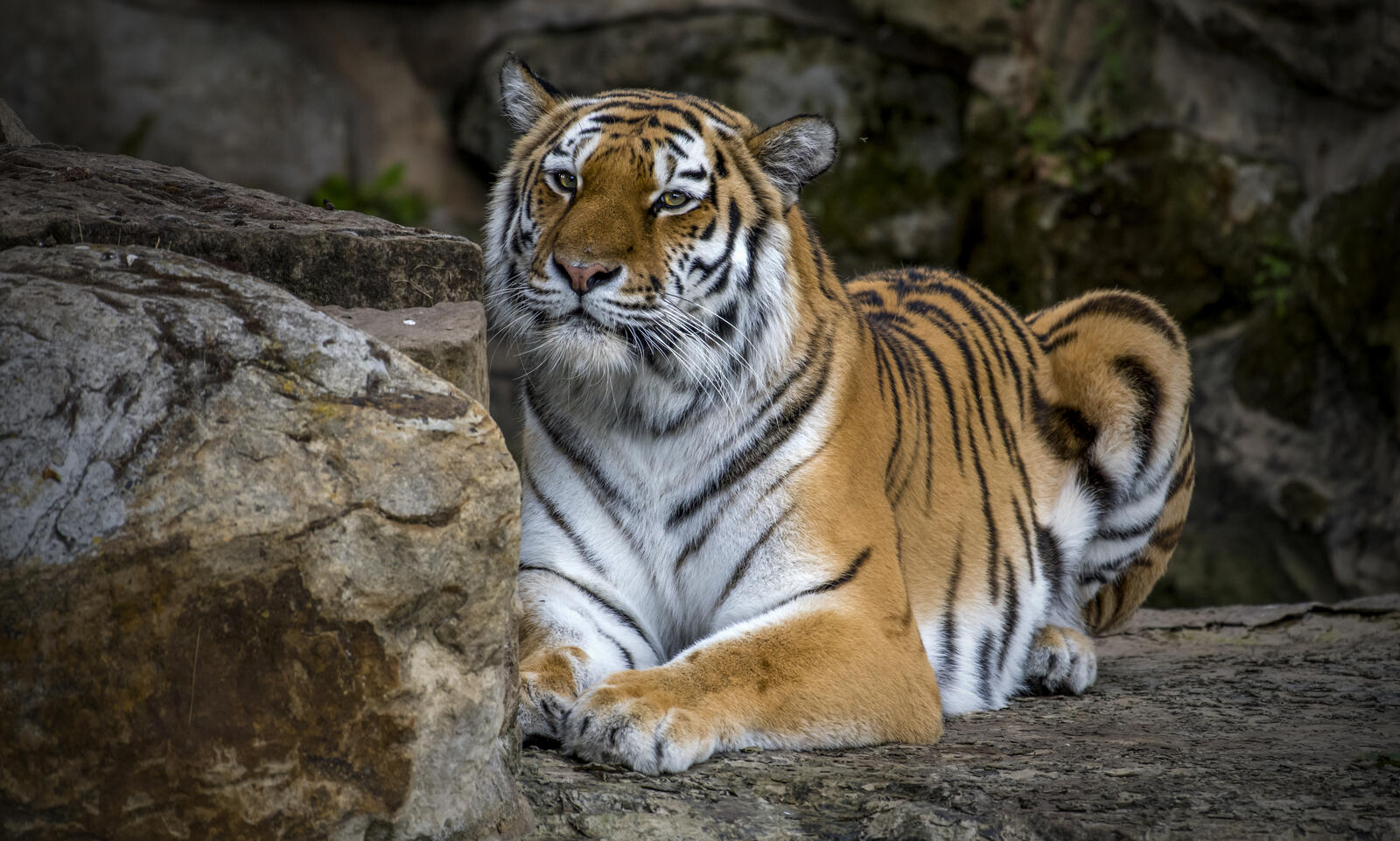 Бесплатное фото Красивые фото хищник, амурский тигр