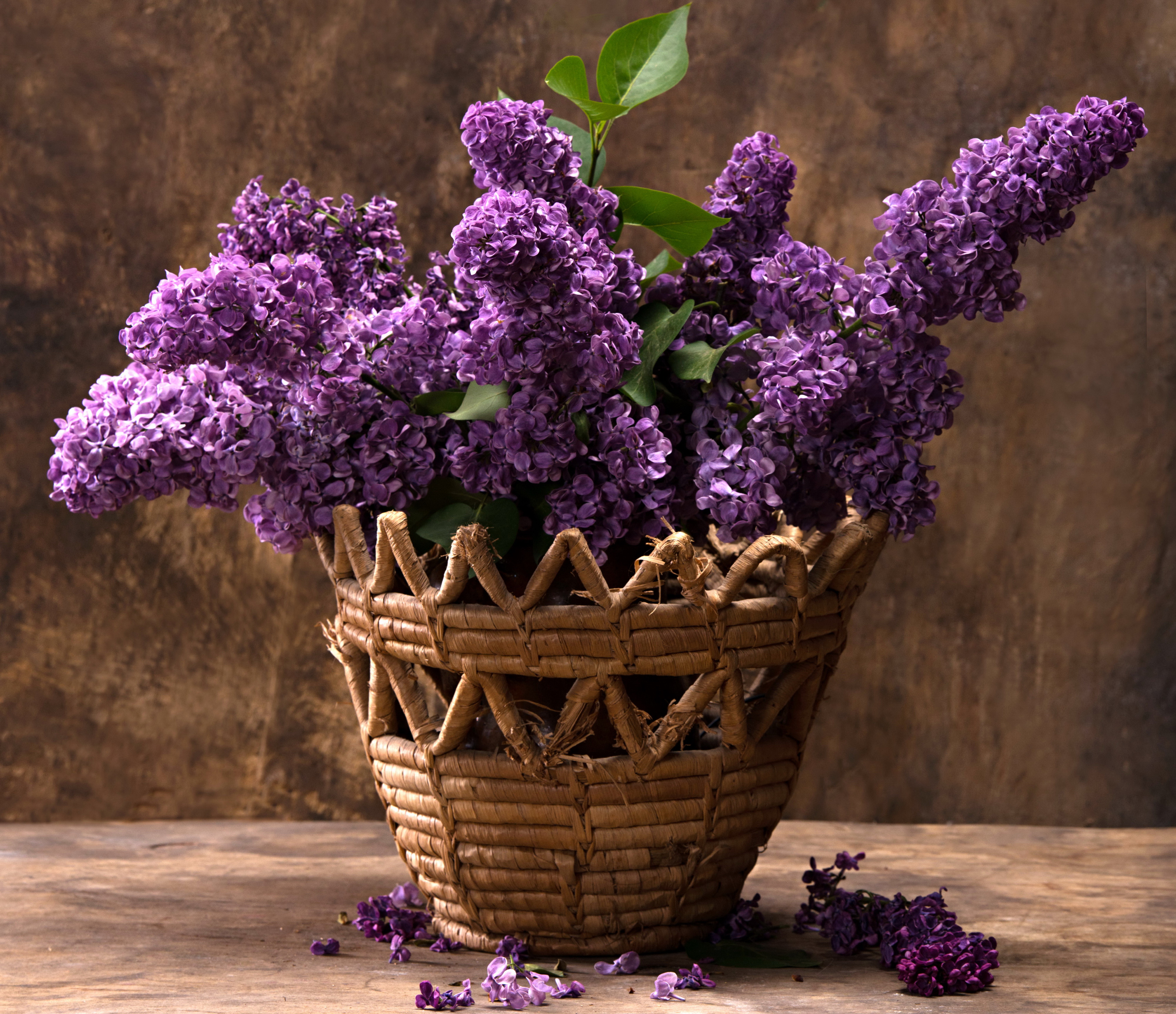桌面上的壁纸植物群 静物 淡紫色