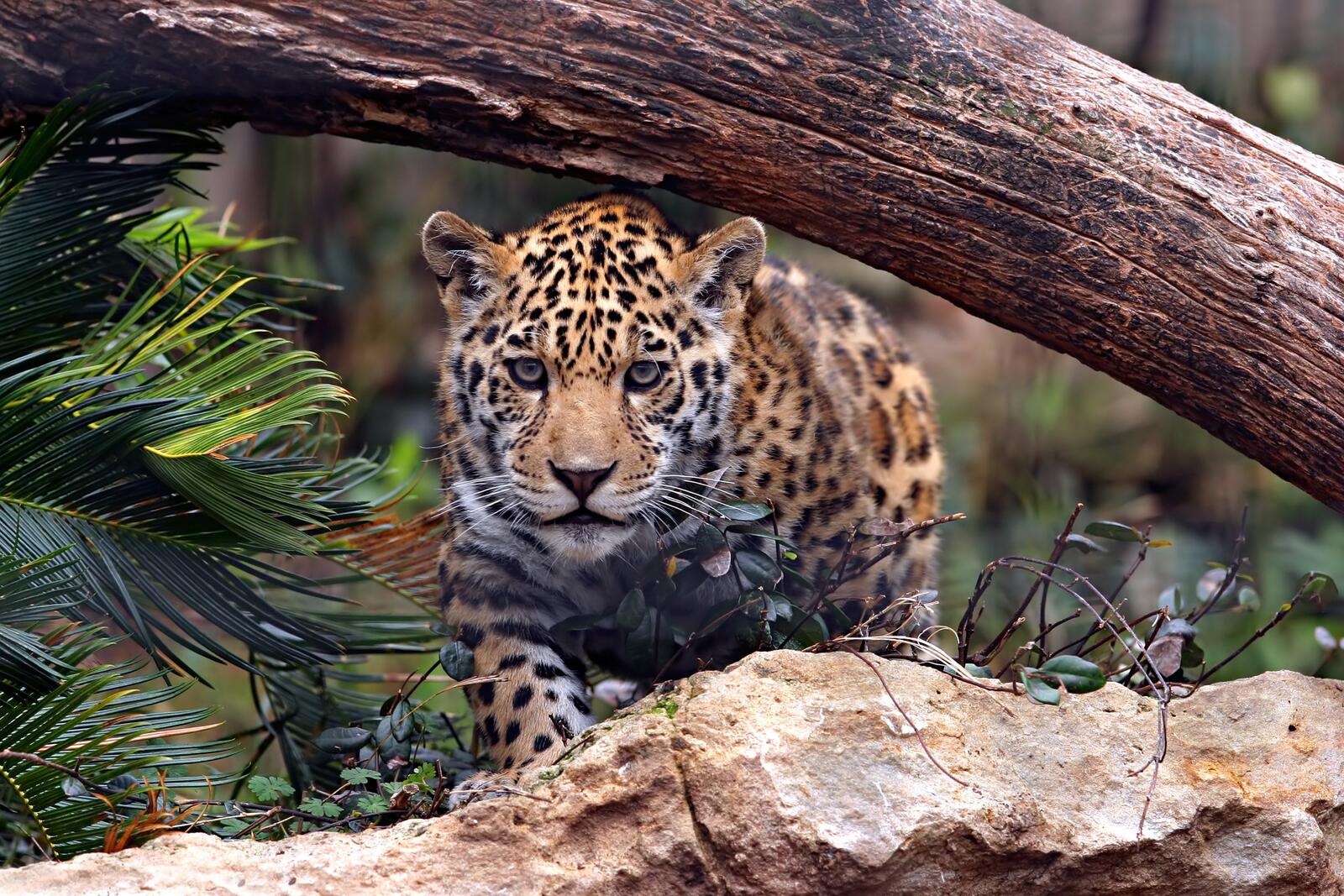 Обои Jaguar хищник охота на рабочий стол