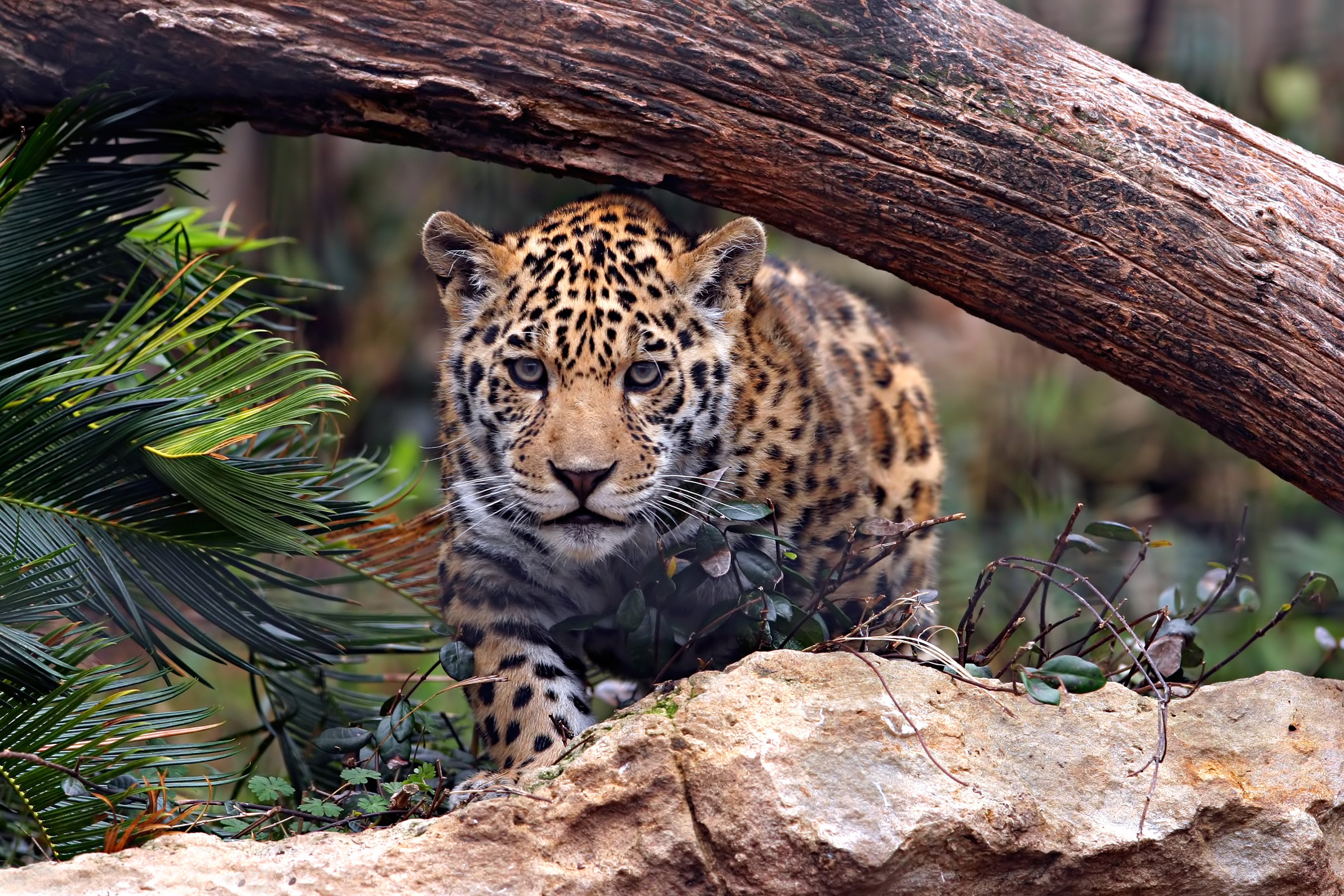 Обои Jaguar хищник охота на рабочий стол