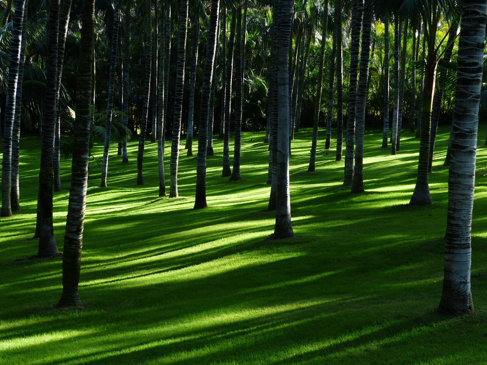 Бесплатное фото Пальмовый лес
