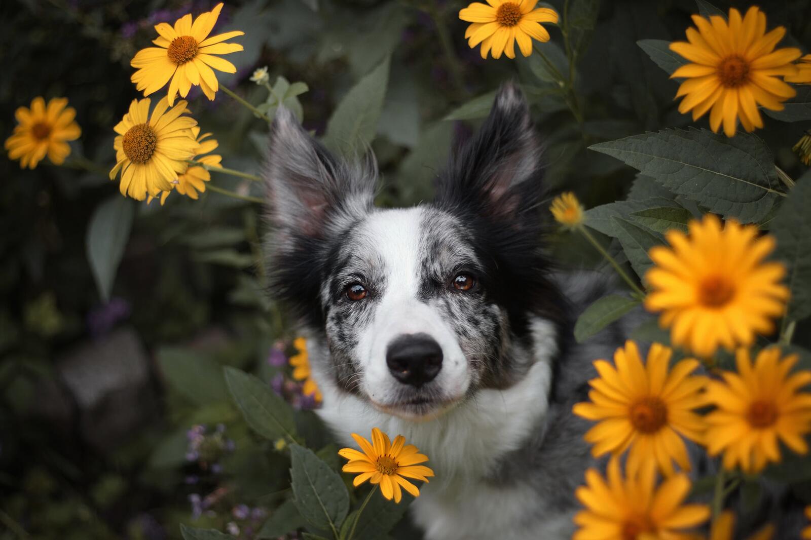 免费照片狗在黄色的花朵
