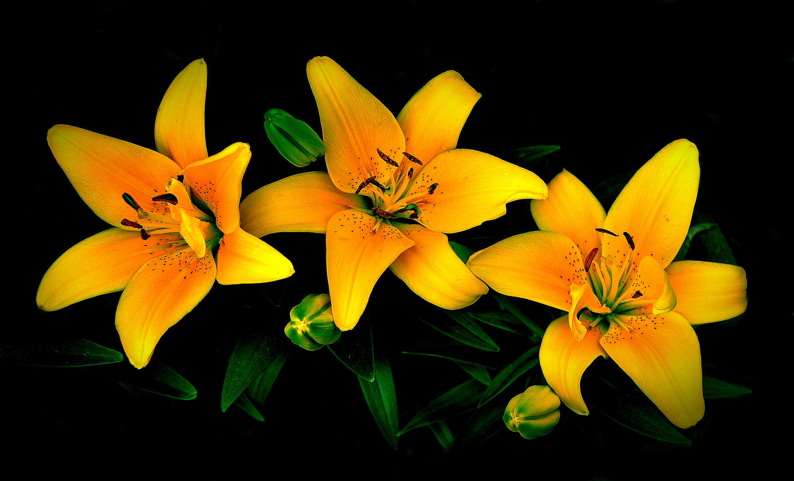 Wallpapers lilies flower yellow flowers on the desktop