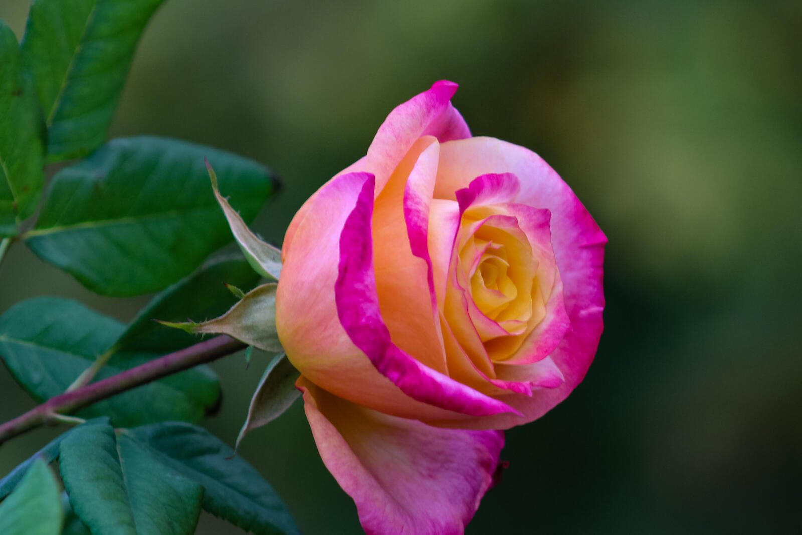 Обои цветок роза цветочная композиция на рабочий стол
