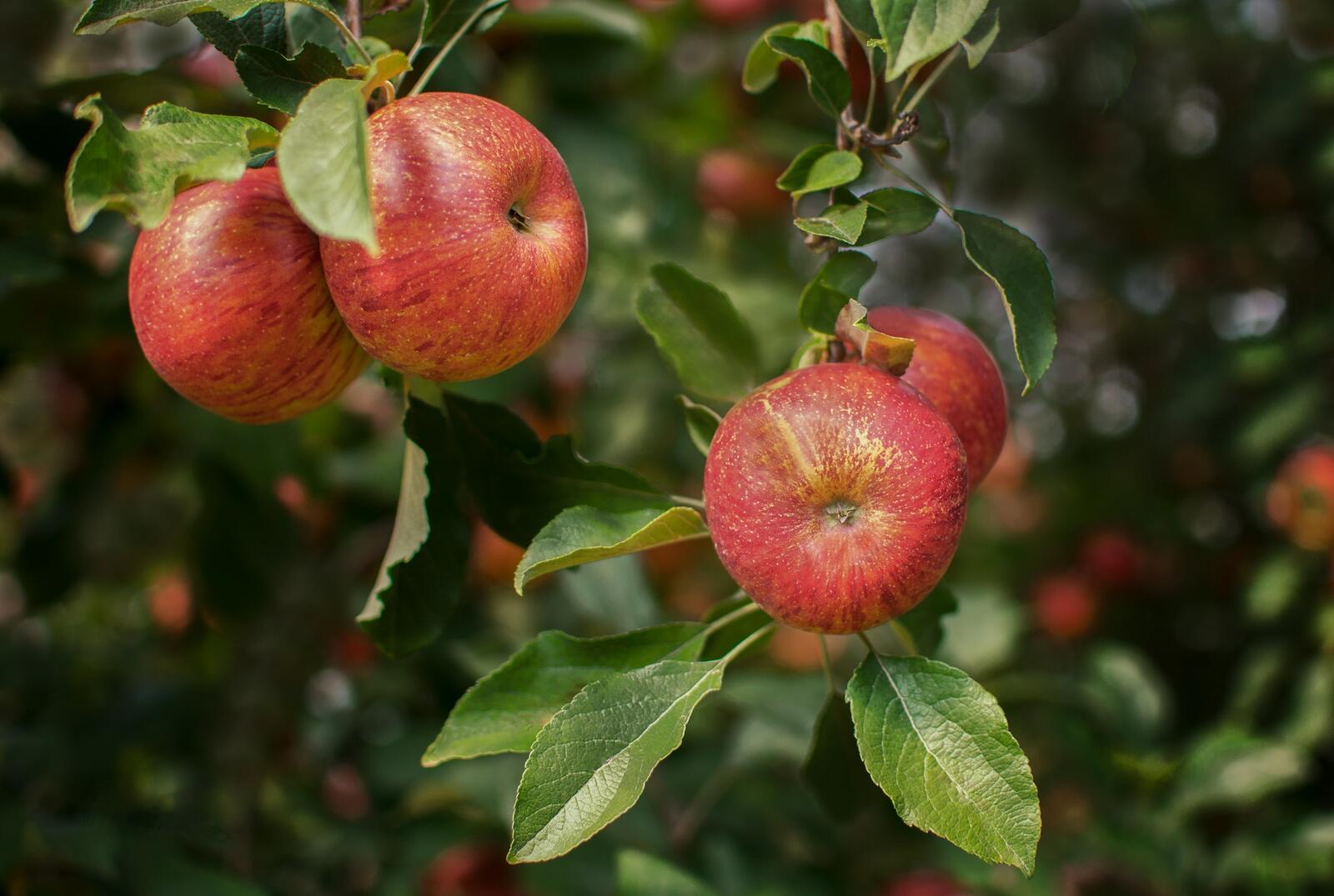 桌面上的壁纸水果 自然 苹