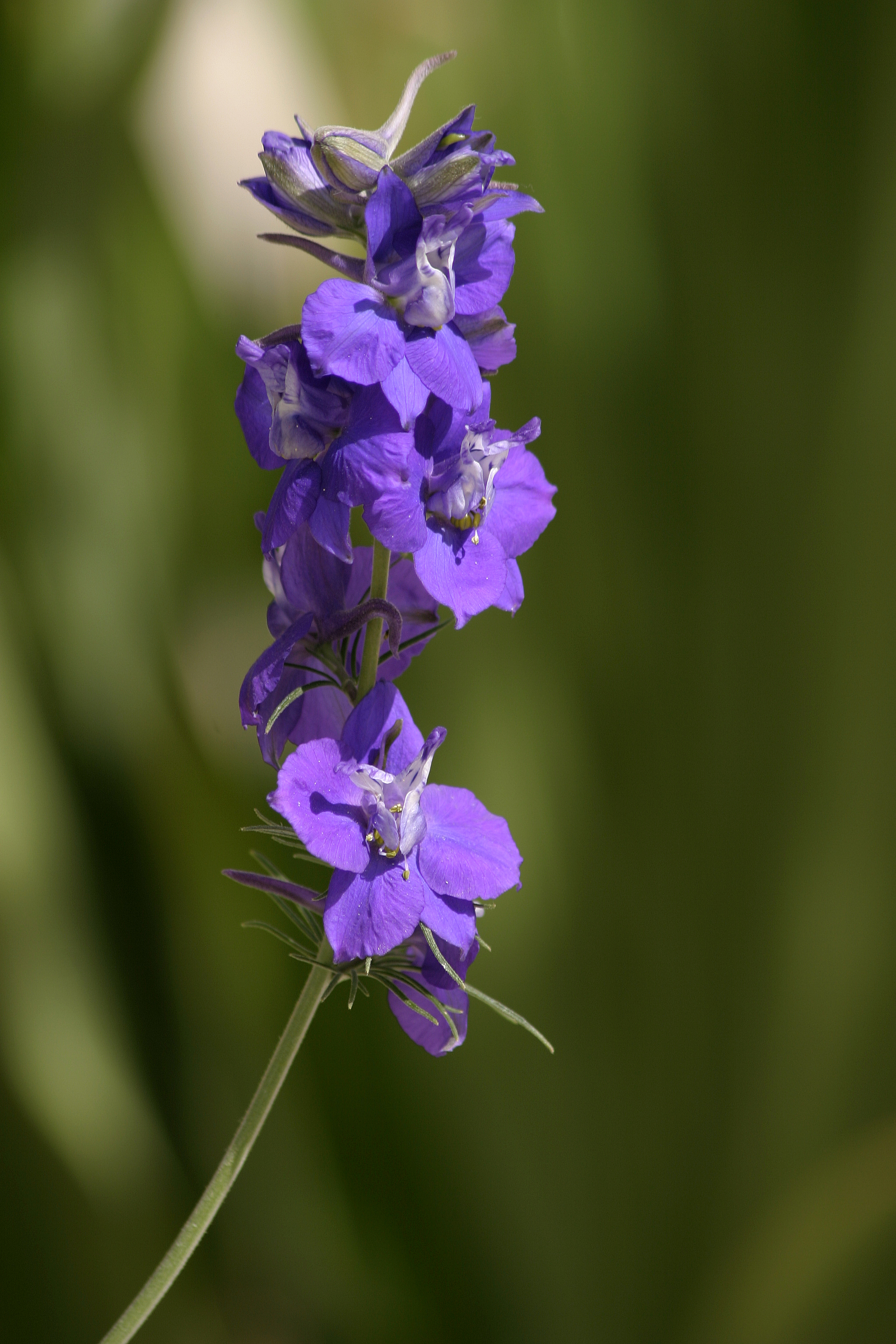 Photo free English lavender, bell family, the Baltic Orchid praetermissa