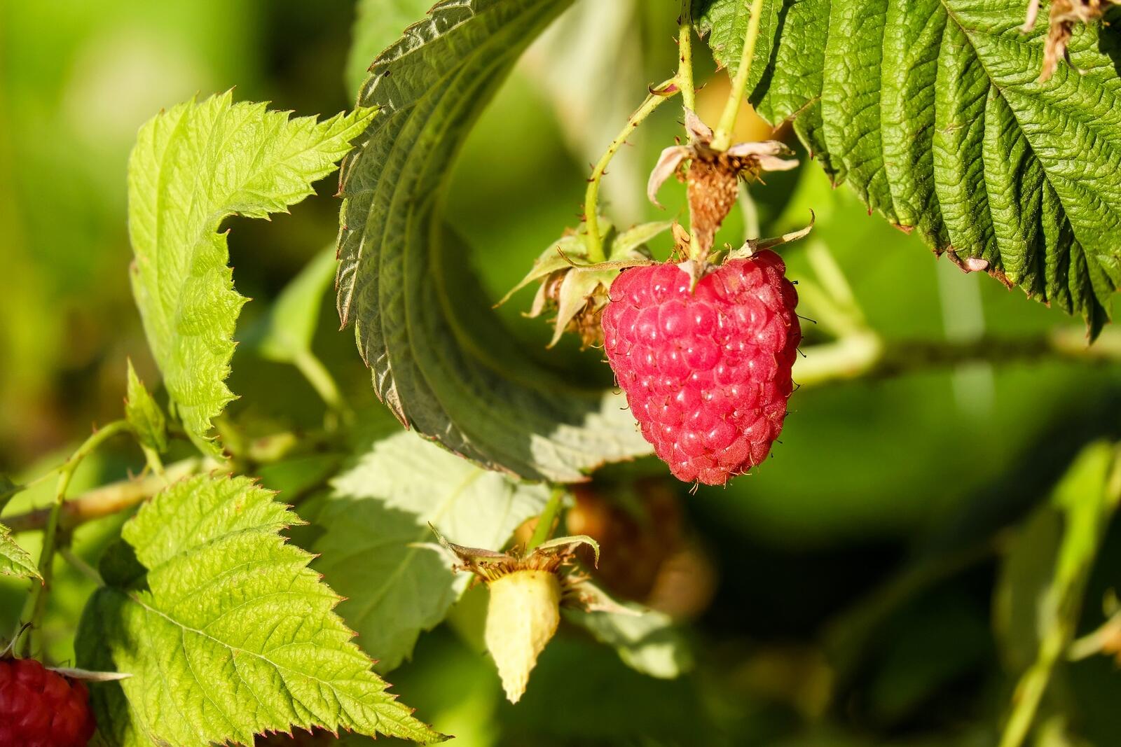 Wallpapers raspberry leaves fruits on the desktop