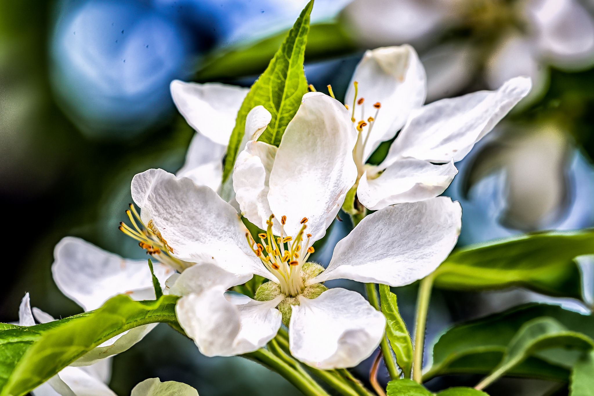Обои цветы весна яблони в цвете на рабочий стол