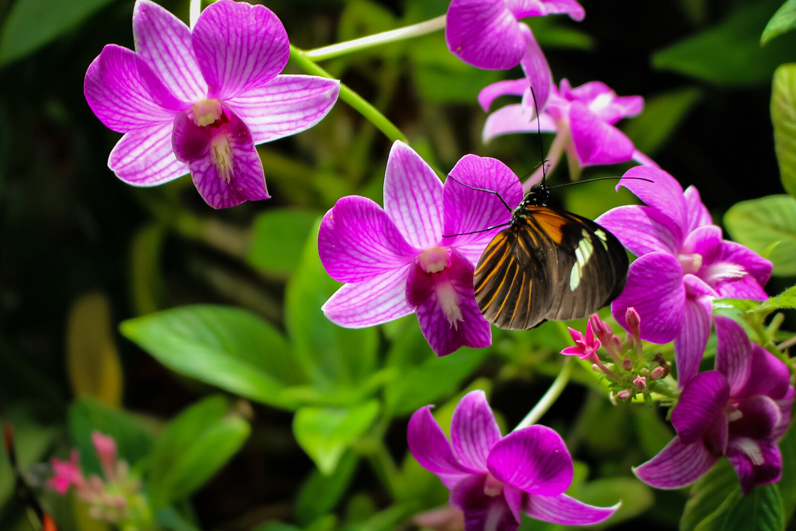Обои цветы орхидеи бабочка на рабочий стол