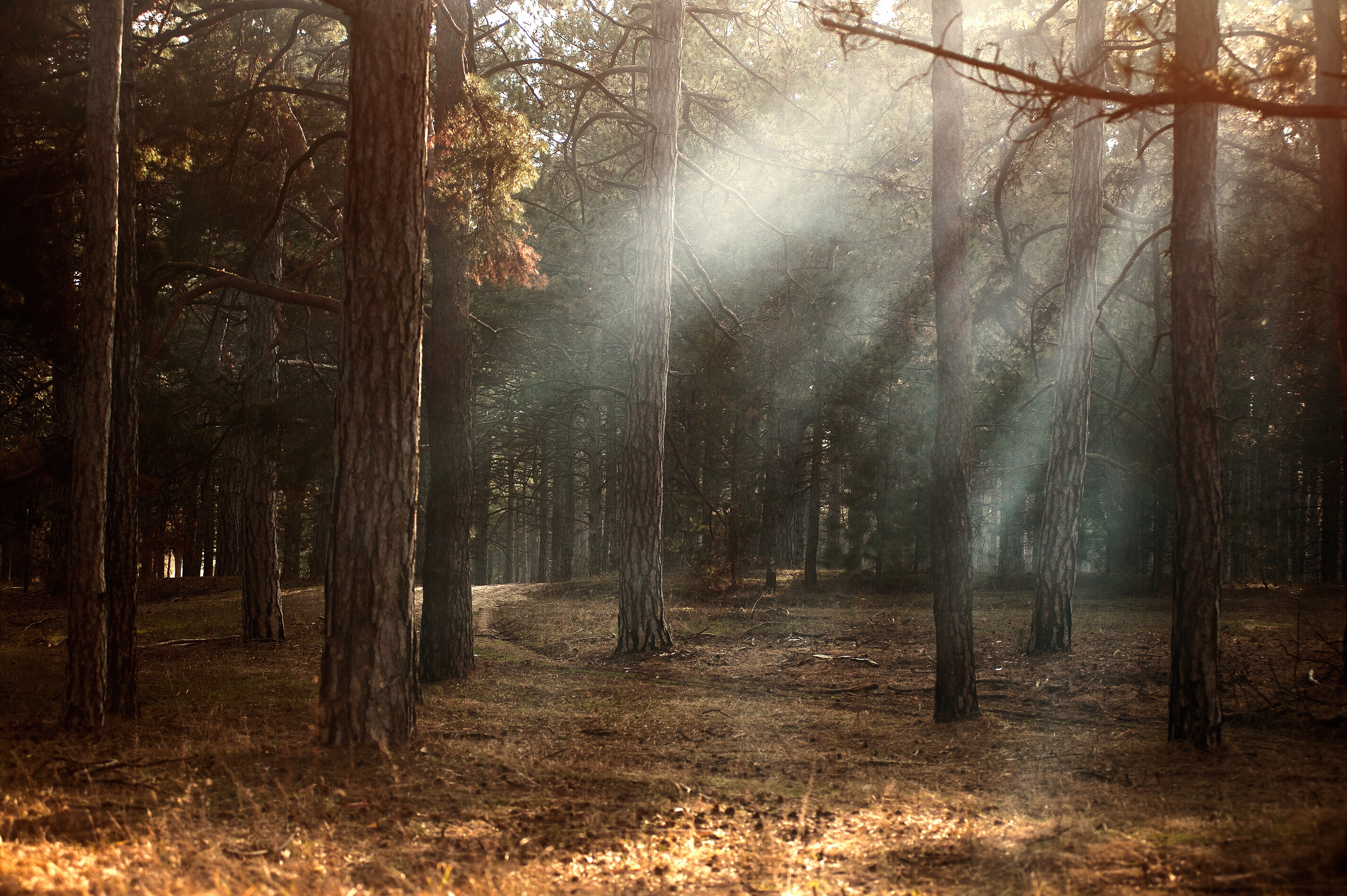 Фото рассвет окружающая среда осень - бесплатные картинки на Fonwall