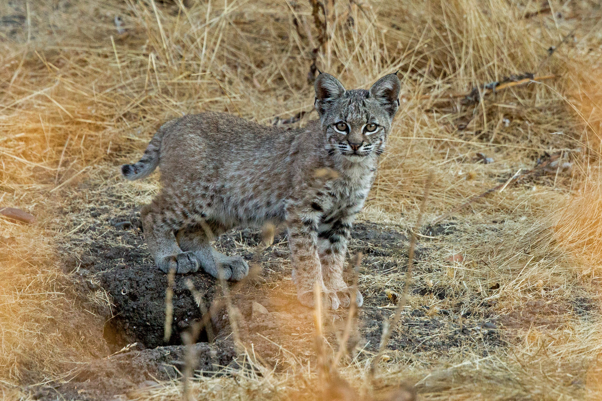 Wallpapers predatory cat Lynx lynx wild cat on the desktop