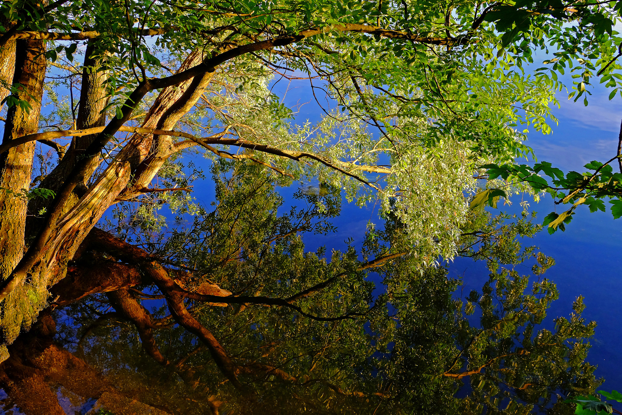 Фото бесплатно закат, дерево, небо
