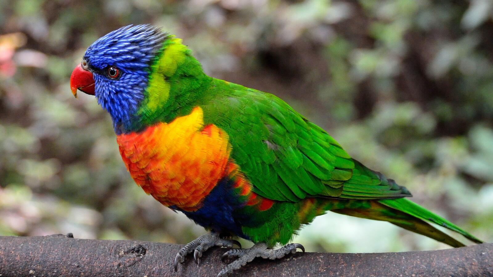 Wallpapers parrot birds colorful on the desktop