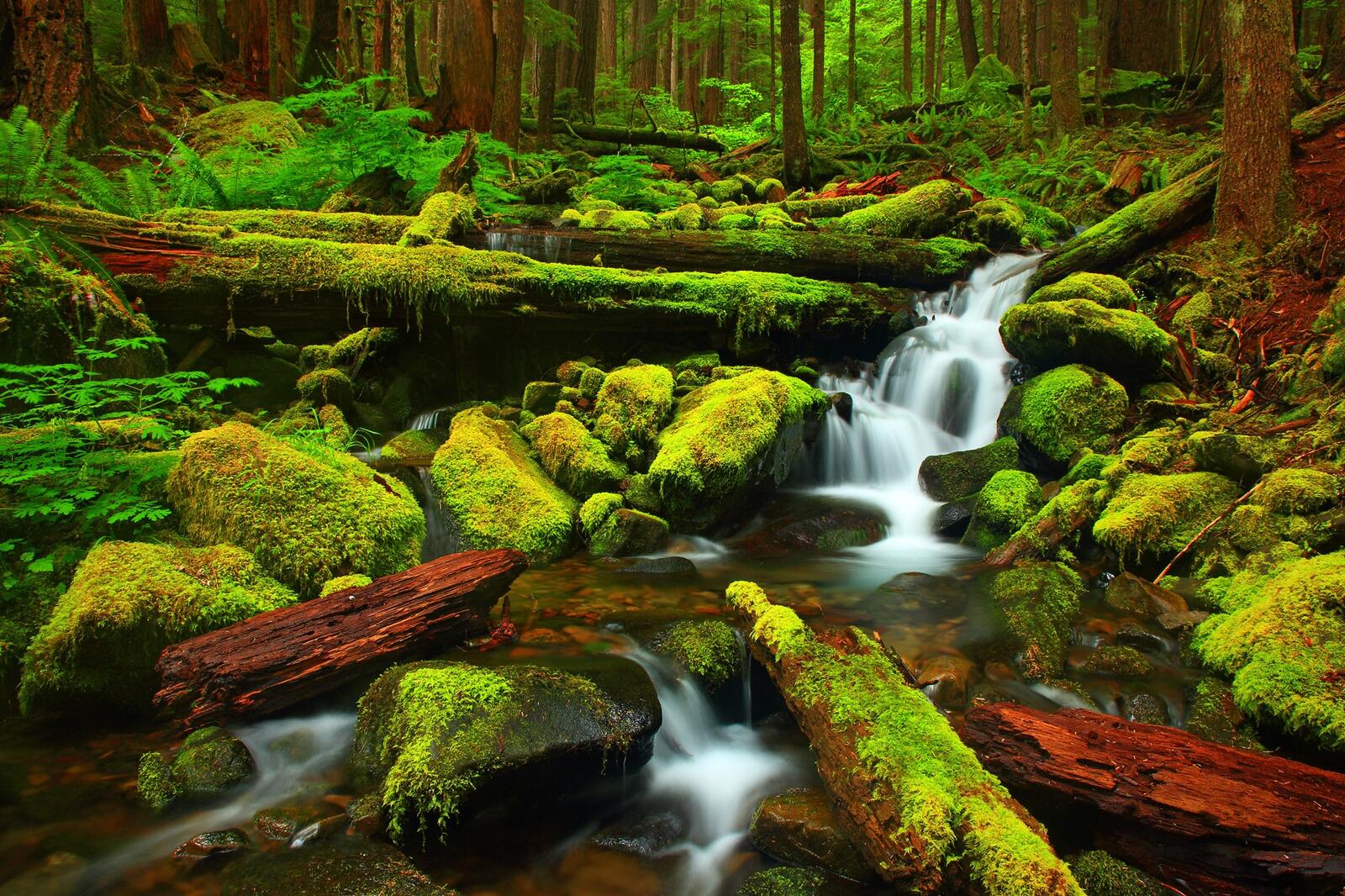 Wallpapers Mossy Creek Olympic National Park Washington on the desktop