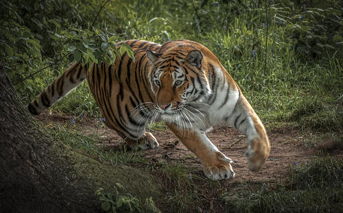 Pictures on the Amur tiger, predator