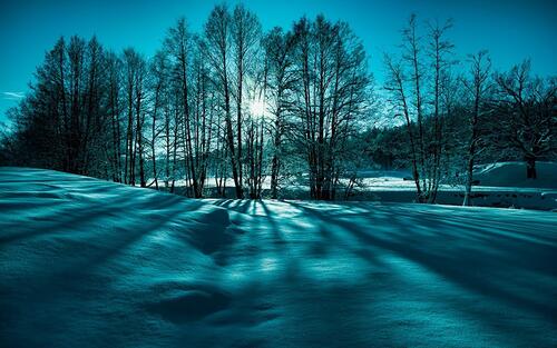 Лучи солнца пробиваются сквозь зимние ветви деревьев