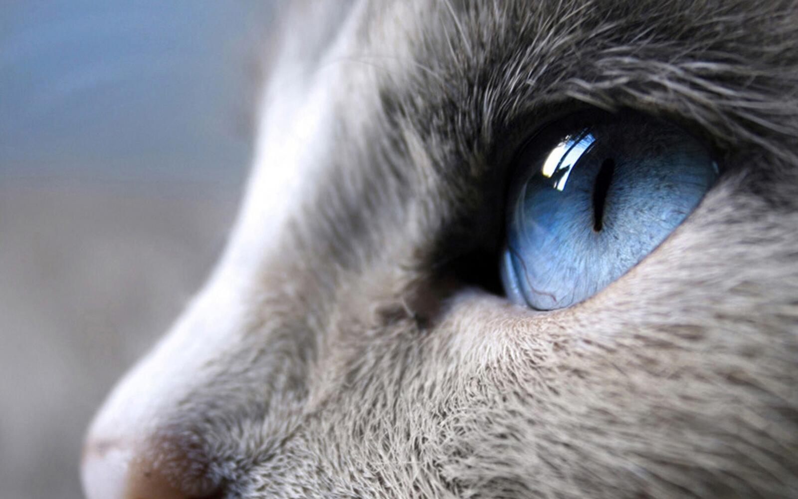 Обои кошачий глаз крупным планом голубые глаза на рабочий стол