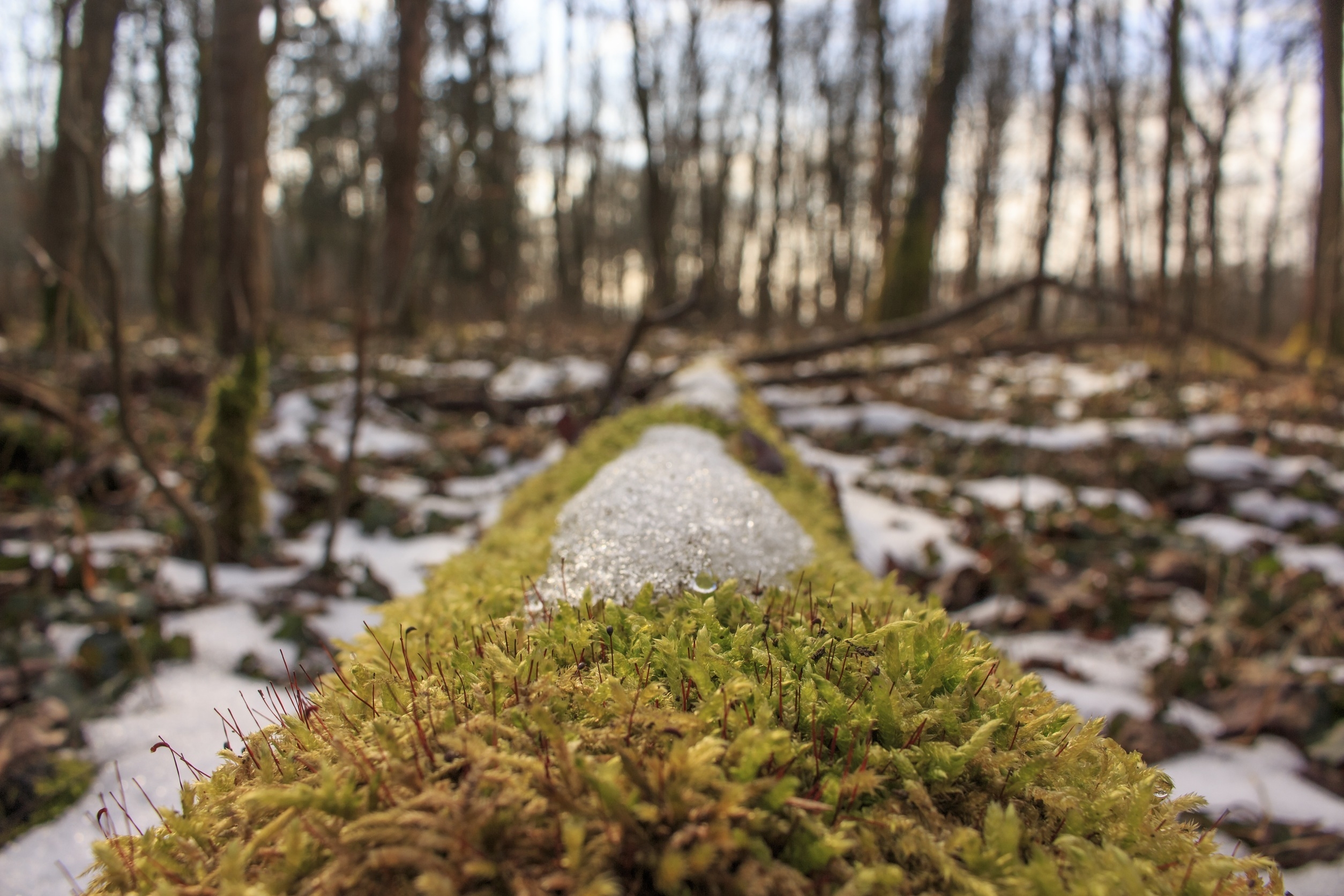 Фото бесплатно зеленый мох, крупным планом, снег