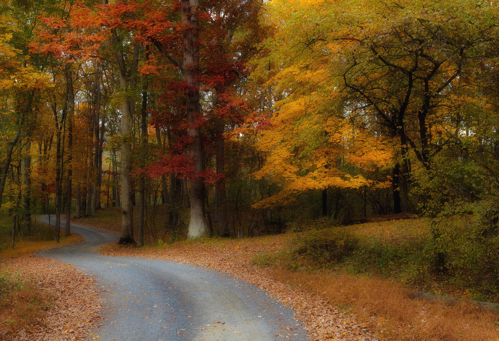 Wallpapers autumn leaves Park road in forest on the desktop