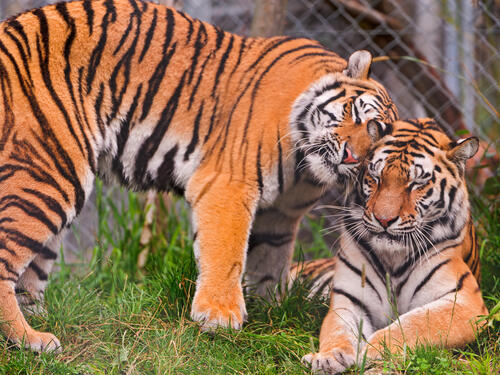 Two adult tigers caress