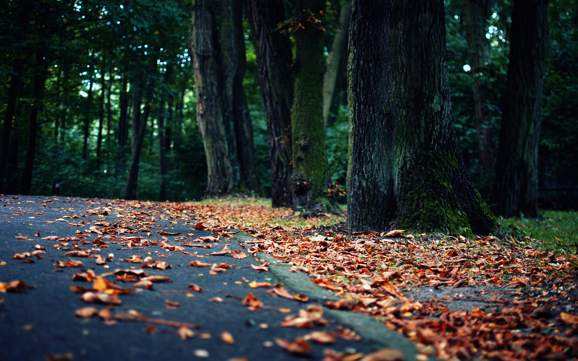 Фото бесплатно осень, сад, пейзаж