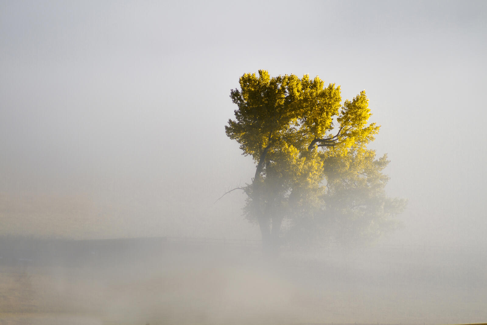 Бесплатное фото Древо в тумане