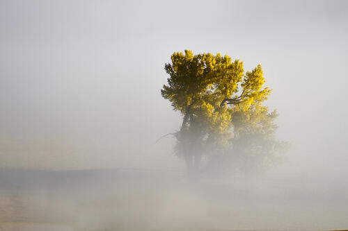 Древо в тумане