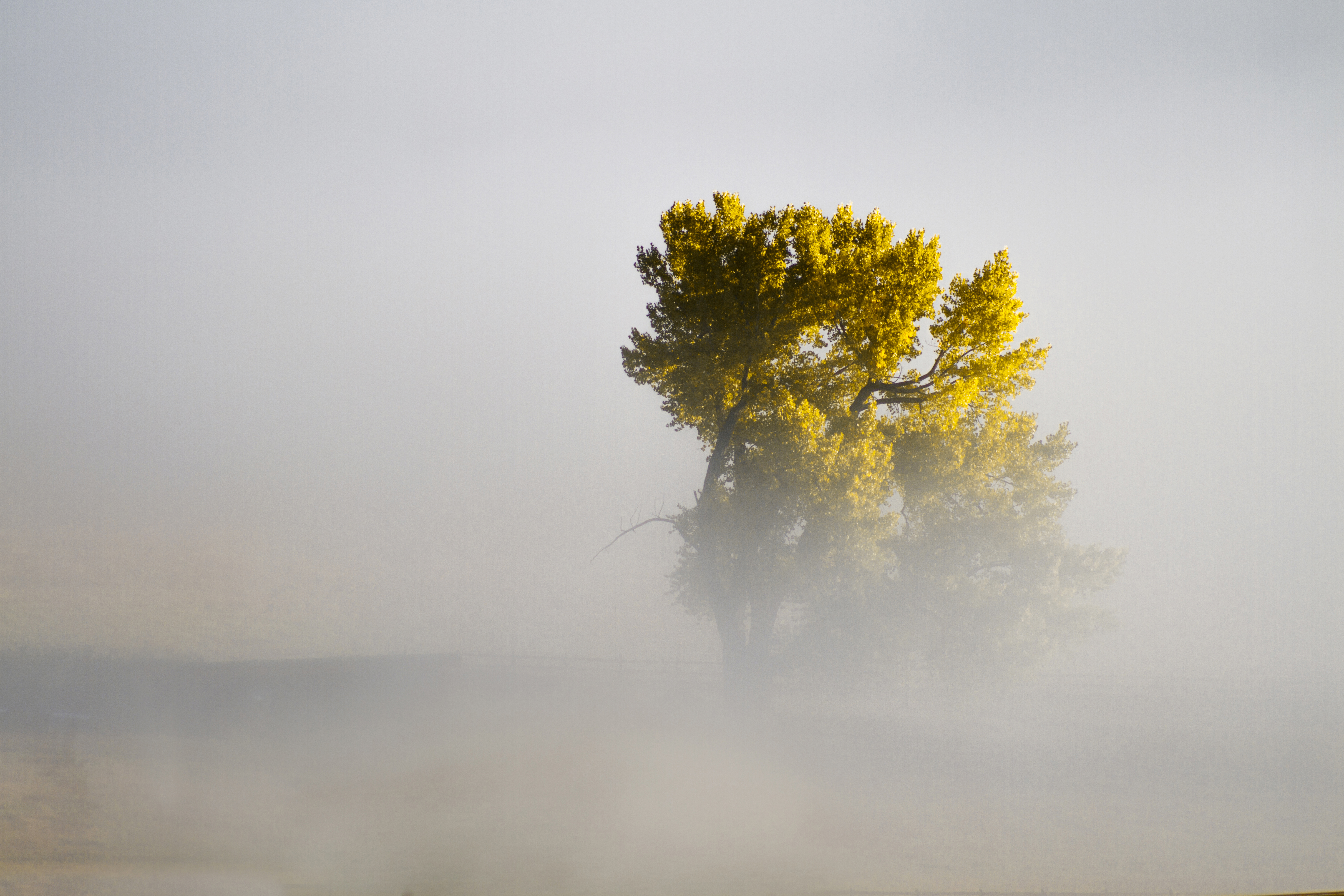 免费照片在雾中的树