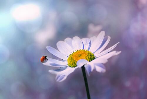 Ladybug on a Daisy petal