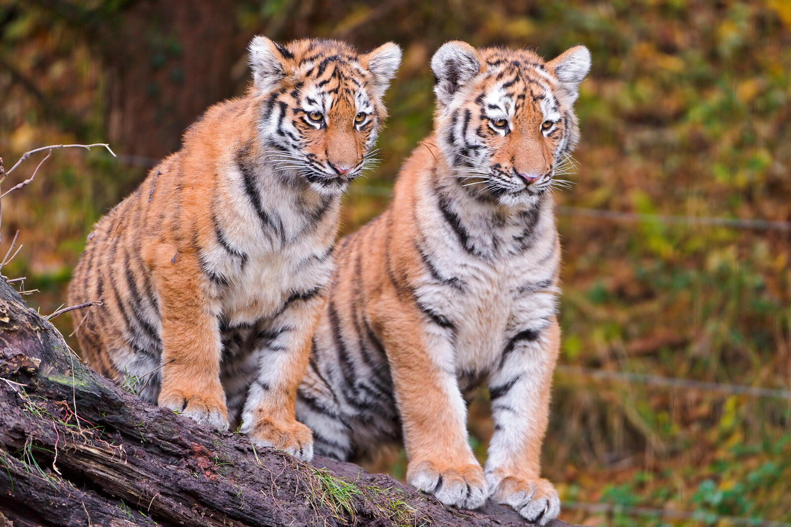 Wallpapers animal big cat tiger cub on the desktop