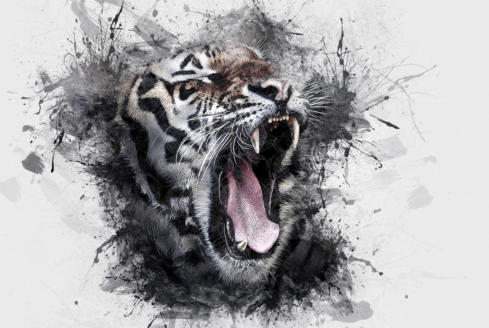 Wallpapers wildcat tiger mammal on the desktop