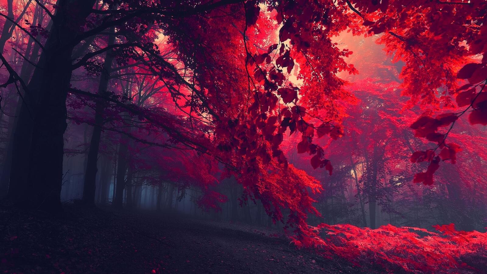Обои осень красные листья лес на рабочий стол
